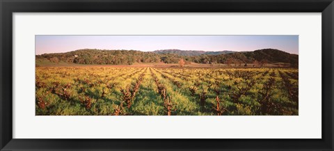 Framed Vineyard in Hopland, California Print