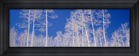 Framed Low angle view of aspen trees in a forest, Utah, USA Print
