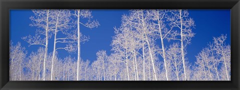 Framed Low angle view of aspen trees in a forest, Utah, USA Print