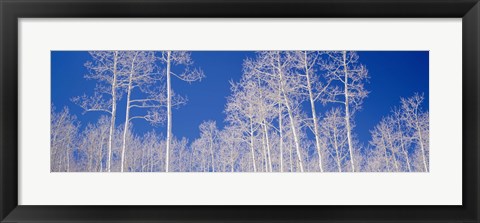 Framed Low angle view of aspen trees in a forest, Utah, USA Print