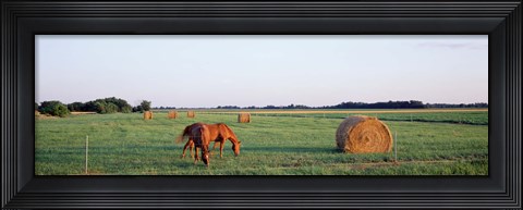 Framed Horses And Hay, Marion County, Illinois, USA Print