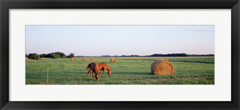 Framed Horses And Hay, Marion County, Illinois, USA Print