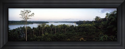 Framed Trees in a forest, Amazon Rainforest, Amazon, Peru Print