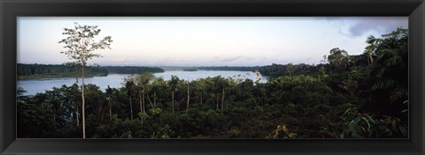 Framed Trees in a forest, Amazon Rainforest, Amazon, Peru Print