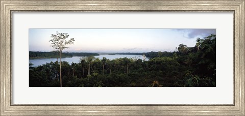 Framed Trees in a forest, Amazon Rainforest, Amazon, Peru Print