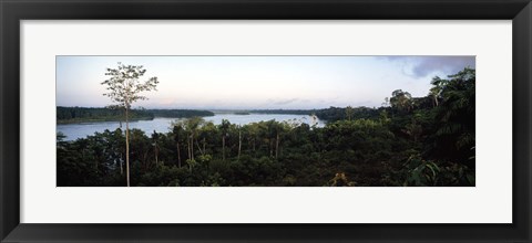 Framed Trees in a forest, Amazon Rainforest, Amazon, Peru Print