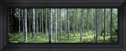 Framed White Birches Aulanko National Park Finland Print