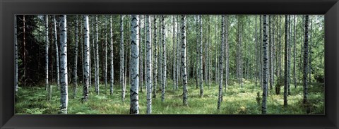 Framed White Birches Aulanko National Park Finland Print