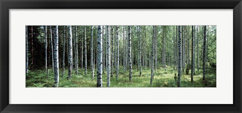 Framed White Birches Aulanko National Park Finland Print