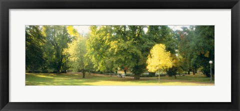 Framed Trees in a park, Wiesbaden, Rhine River, Germany Print