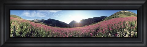 Framed Albion Basin UT USA Print