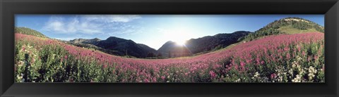 Framed Albion Basin UT USA Print