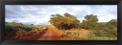 Framed Dirt road passing through a agricultural field, Kauai, Hawaii, USA Print