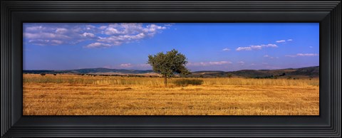 Framed Wheat Field Central Anatolia Turkey Print