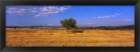 Framed Wheat Field Central Anatolia Turkey Print