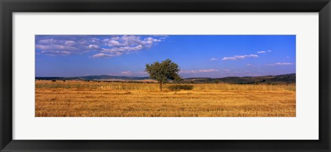 Framed Wheat Field Central Anatolia Turkey Print