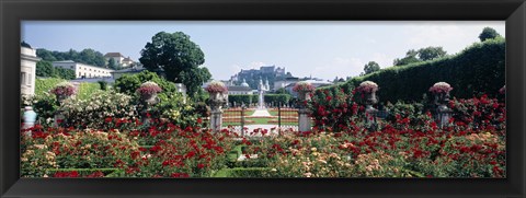 Framed Flowers in a formal garden, Mirabell Gardens, Salzburg, Salzkammergut, Austria Print