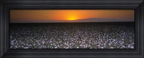 Framed Cotton crops in a field, San Joaquin Valley, California, USA Print