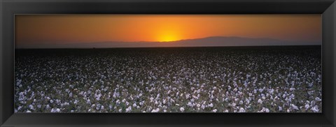 Framed Cotton crops in a field, San Joaquin Valley, California, USA Print