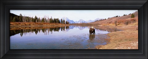 Framed Bull Moose Grand Teton National Park WY USA Print