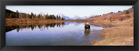 Framed Bull Moose Grand Teton National Park WY USA Print