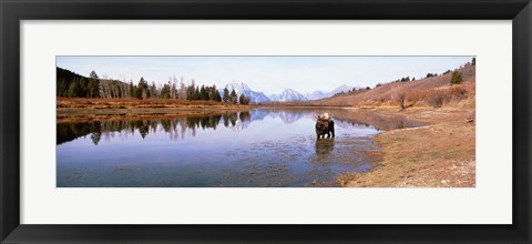 Framed Bull Moose Grand Teton National Park WY USA Print