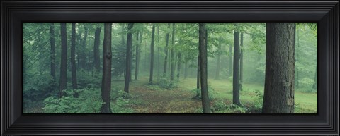 Framed Chestnut Ridge Park, Orchard Park, New York State Print