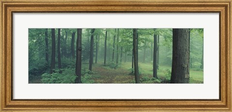 Framed Chestnut Ridge Park, Orchard Park, New York State Print