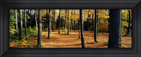 Framed Chestnut Ridge Park Orchard Park NY USA Print