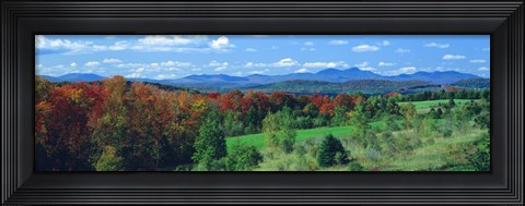 Framed Autumn Trees VT Print