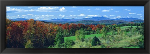 Framed Autumn Trees VT Print