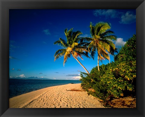 Framed Palm trees and beach, Tahiti French Polynesia Print