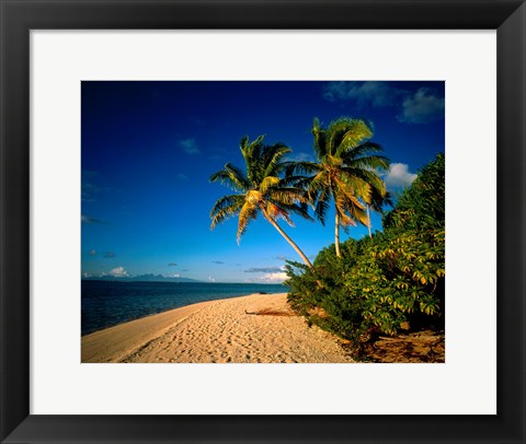 Framed Palm trees and beach, Tahiti French Polynesia Print