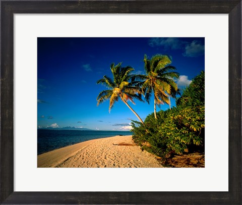 Framed Palm trees and beach, Tahiti French Polynesia Print