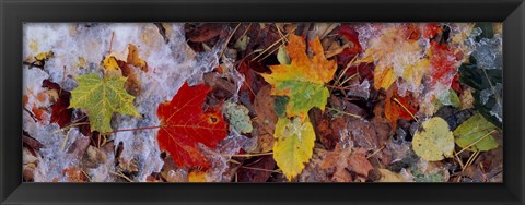 Framed Frost on leaves, Vermont, USA Print