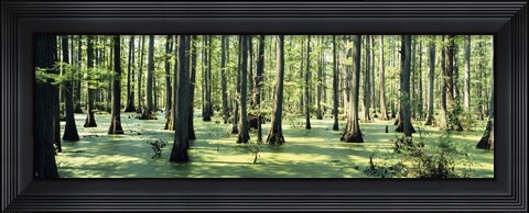 Framed Cypress trees in a forest, Shawnee National Forest, Illinois, USA Print