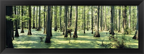 Framed Cypress trees in a forest, Shawnee National Forest, Illinois, USA Print