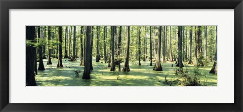 Framed Cypress trees in a forest, Shawnee National Forest, Illinois, USA Print