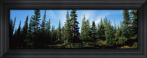 Framed Banff Pine Trees, Alberta, Canada Print