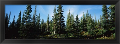 Framed Banff Pine Trees, Alberta, Canada Print