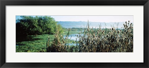 Framed Plants in a marsh, Arcata Marsh, Arcata, Humboldt County, California, USA Print