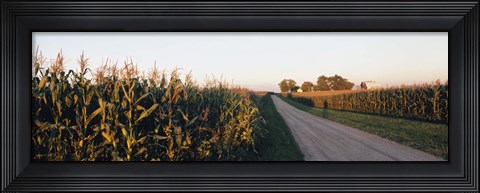 Framed Dirt road passing through fields, Illinois, USA Print