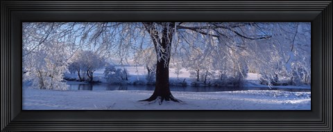 Framed Winter Trees Perkshire Scotland Print