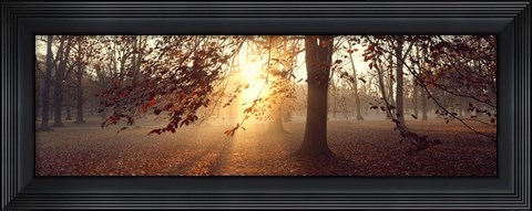Framed Beech Trees Uppland Sweden Print