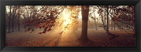 Framed Beech Trees Uppland Sweden Print