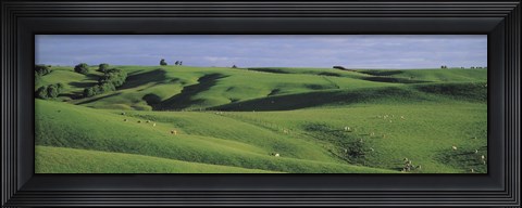 Framed Sheep grazing, Southland New Zealand Print