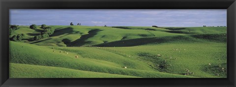 Framed Sheep grazing, Southland New Zealand Print