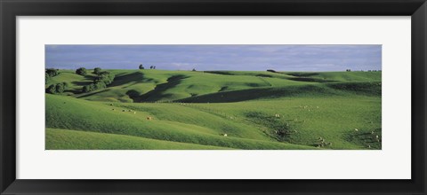 Framed Sheep grazing, Southland New Zealand Print