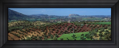 Framed Olive Groves Andalucia Spain Print