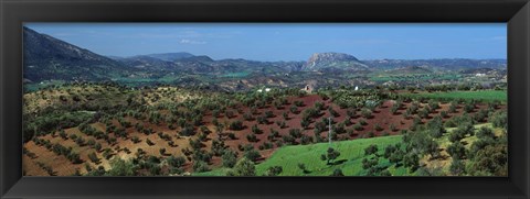 Framed Olive Groves Andalucia Spain Print